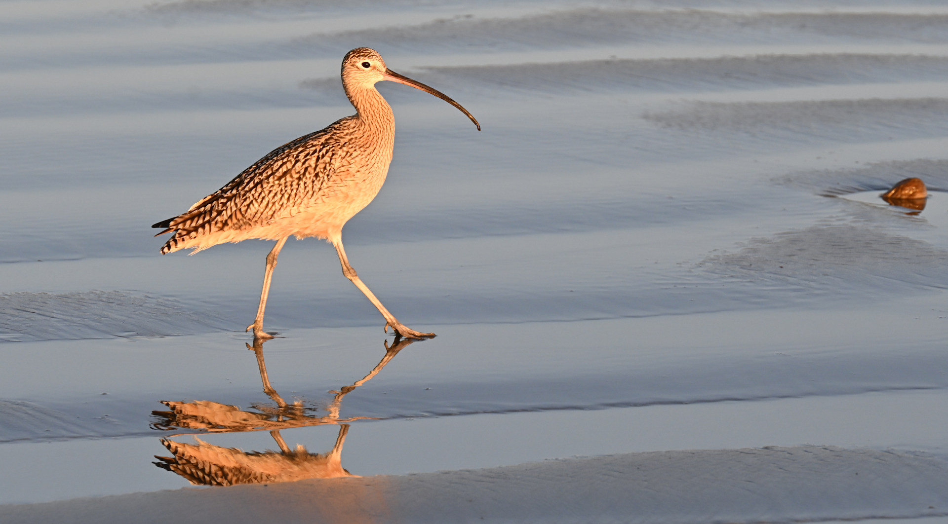 Long Billed Curlew Brachvogel in Morrow Bay Kalifornien