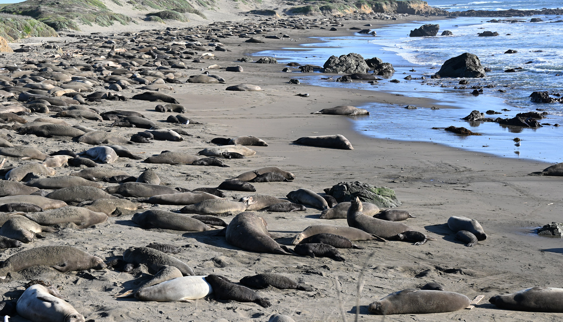 Seelöwenstrand hinter dem Hearst Castel