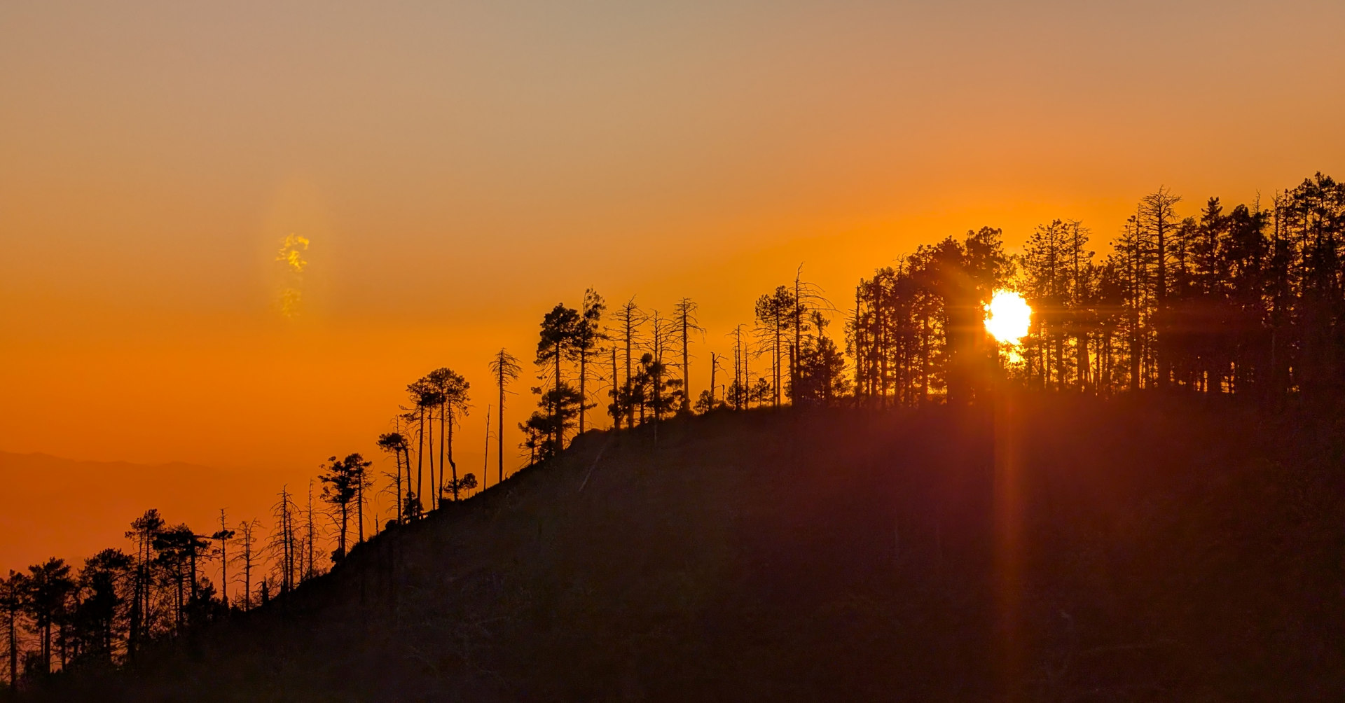 Untergehende Sonne scheint durch Bäume hindurch