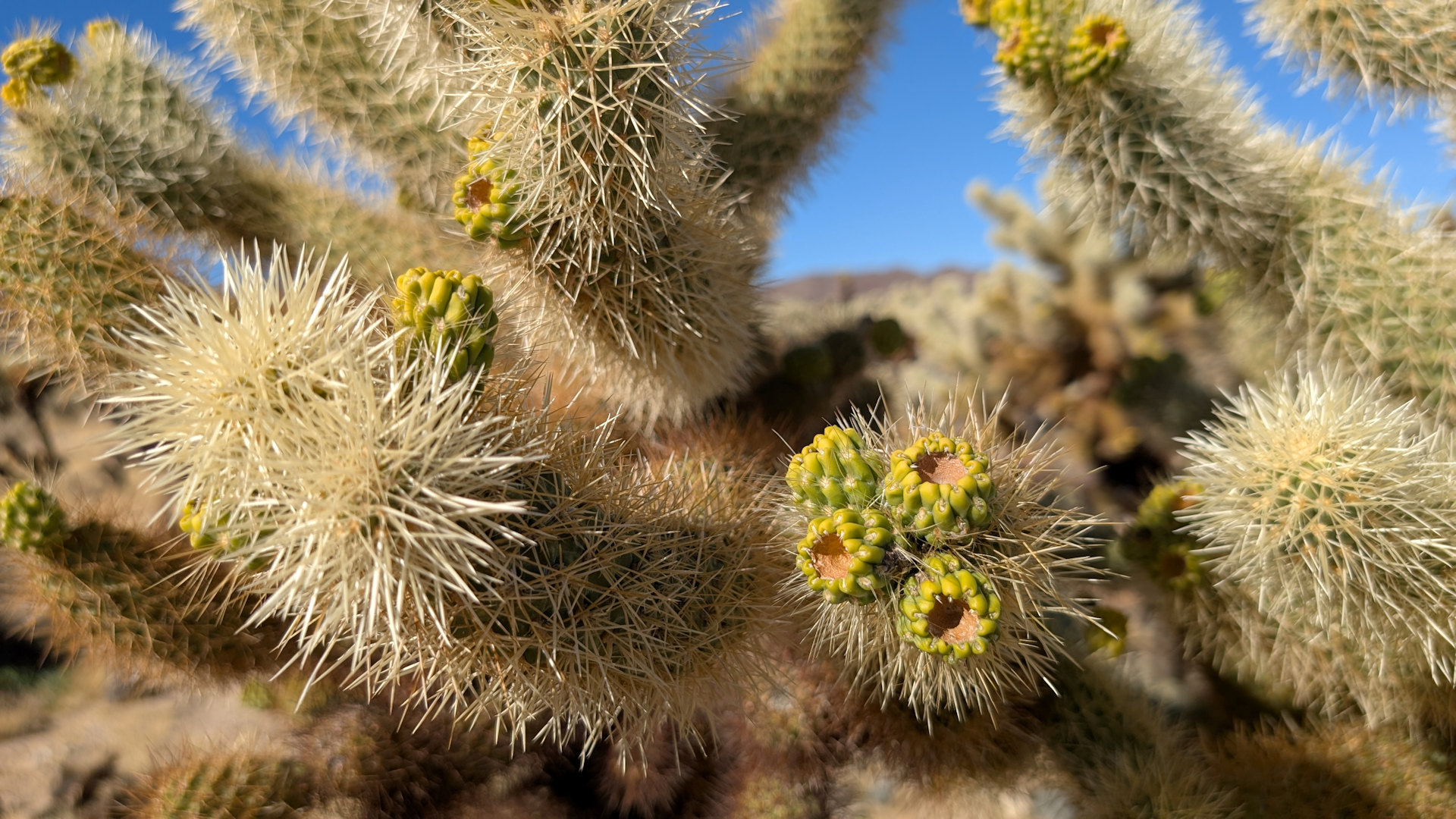 Kaktus Pflanze in Wüste USA