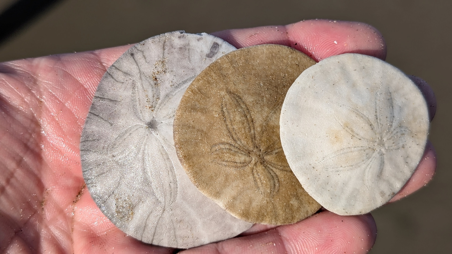 Drei Sand Dollar Skelette 