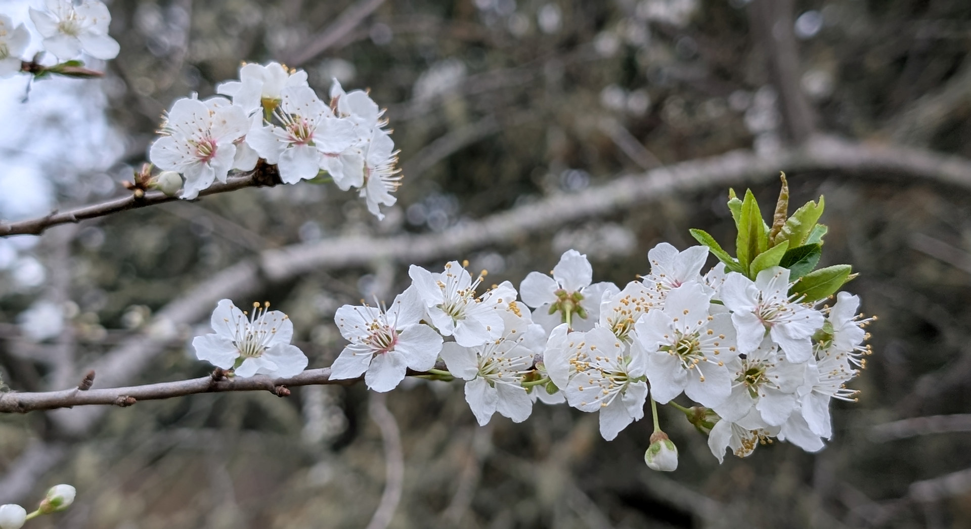 Zweig weisse Kirschblüten 