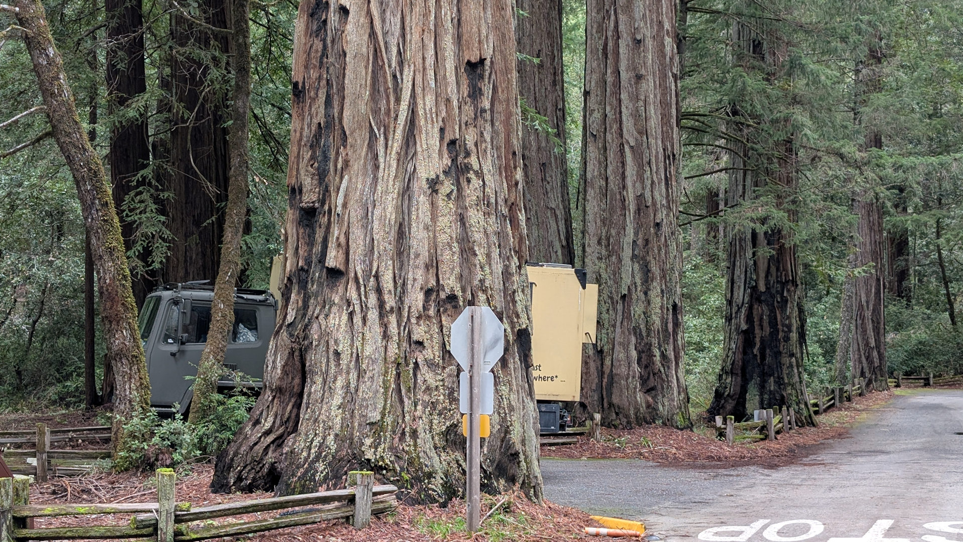 LKW versteckt sich fast vollständig hinter einem riesigen Baumstamm im Redwood National Park