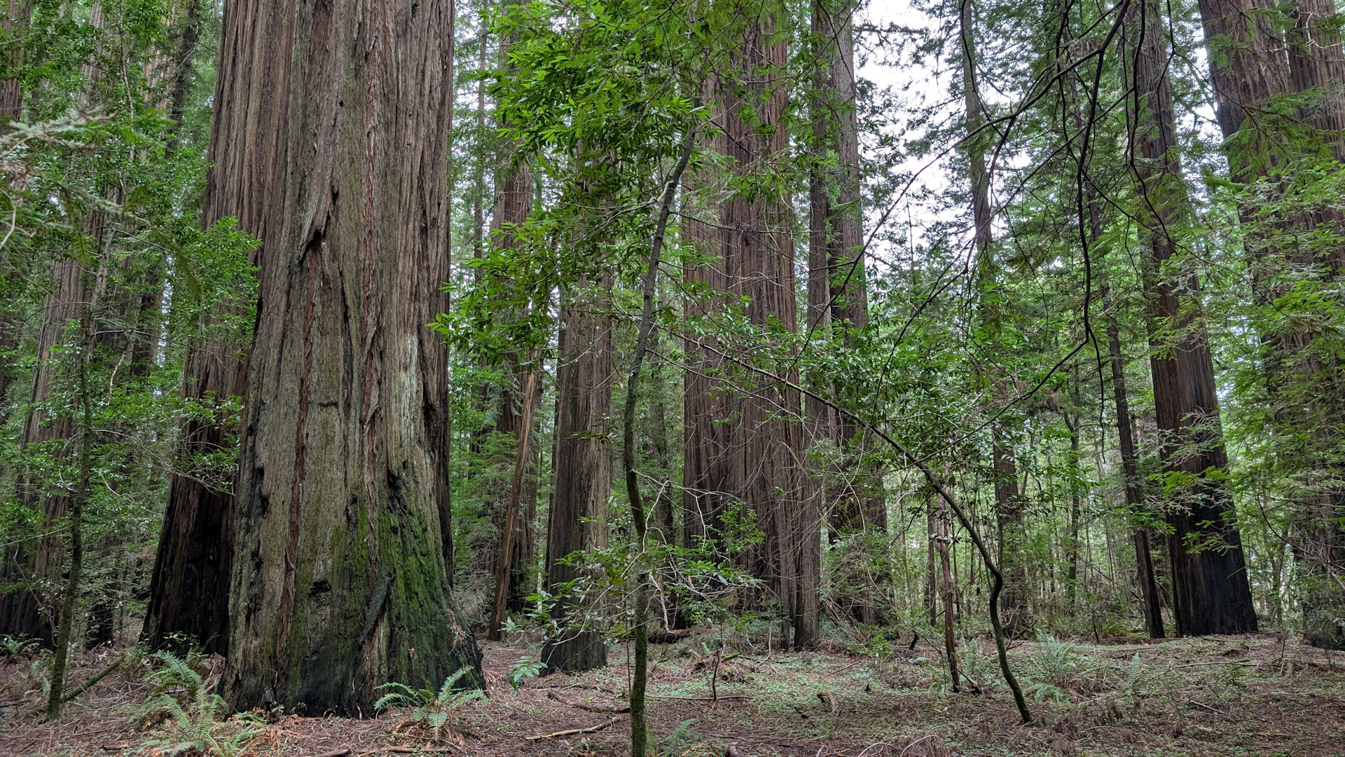 Riesige Laubbäume im Redwood National Park