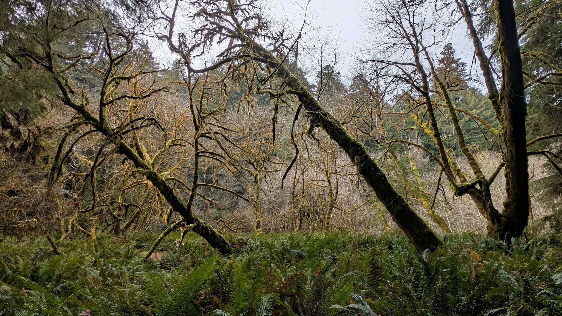 Schräg stehende Bäume die geisterhaft mit Moos bewachsen sind