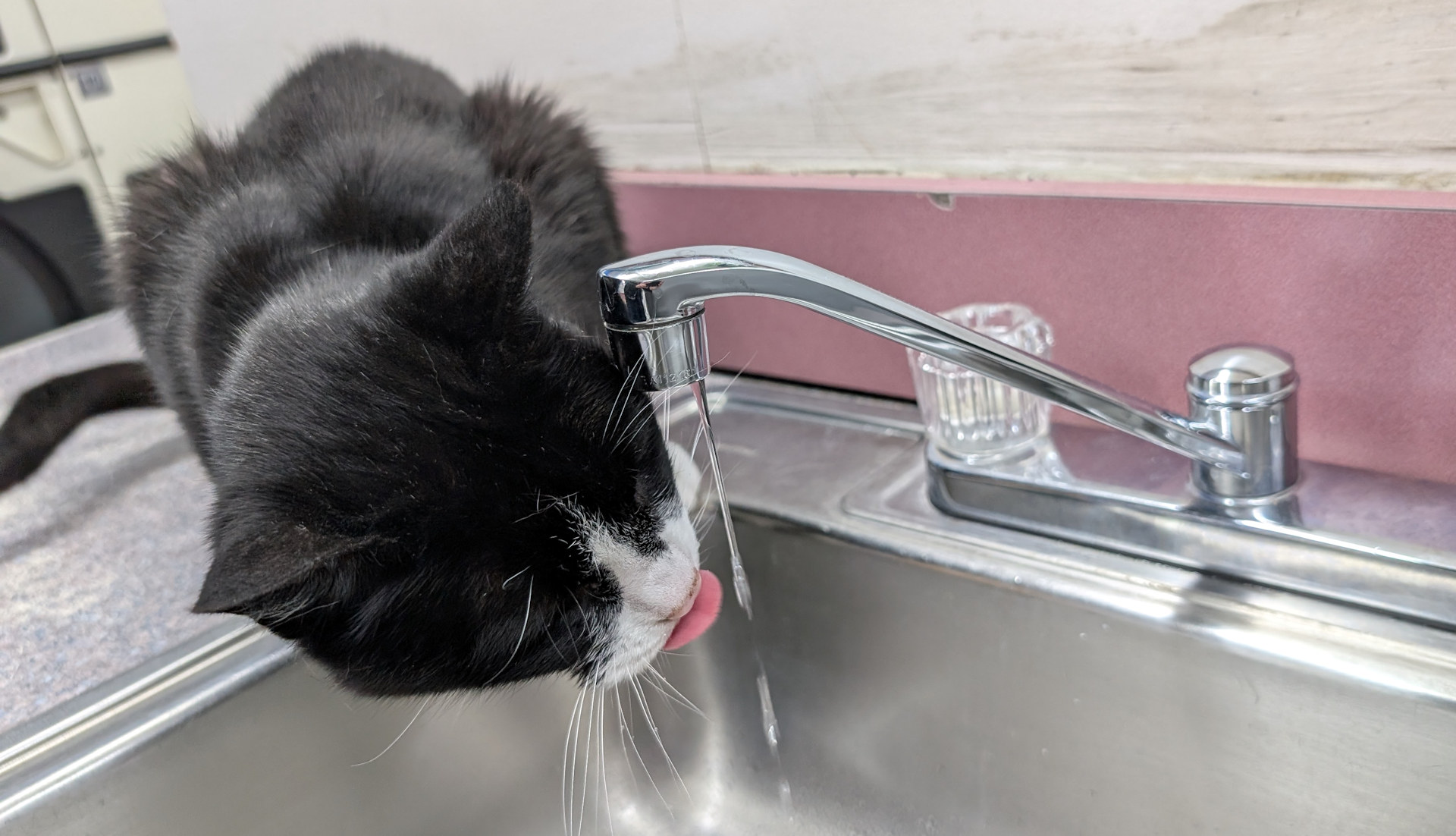 Eine schwarze Katze trinkt an einem Wasserhahn