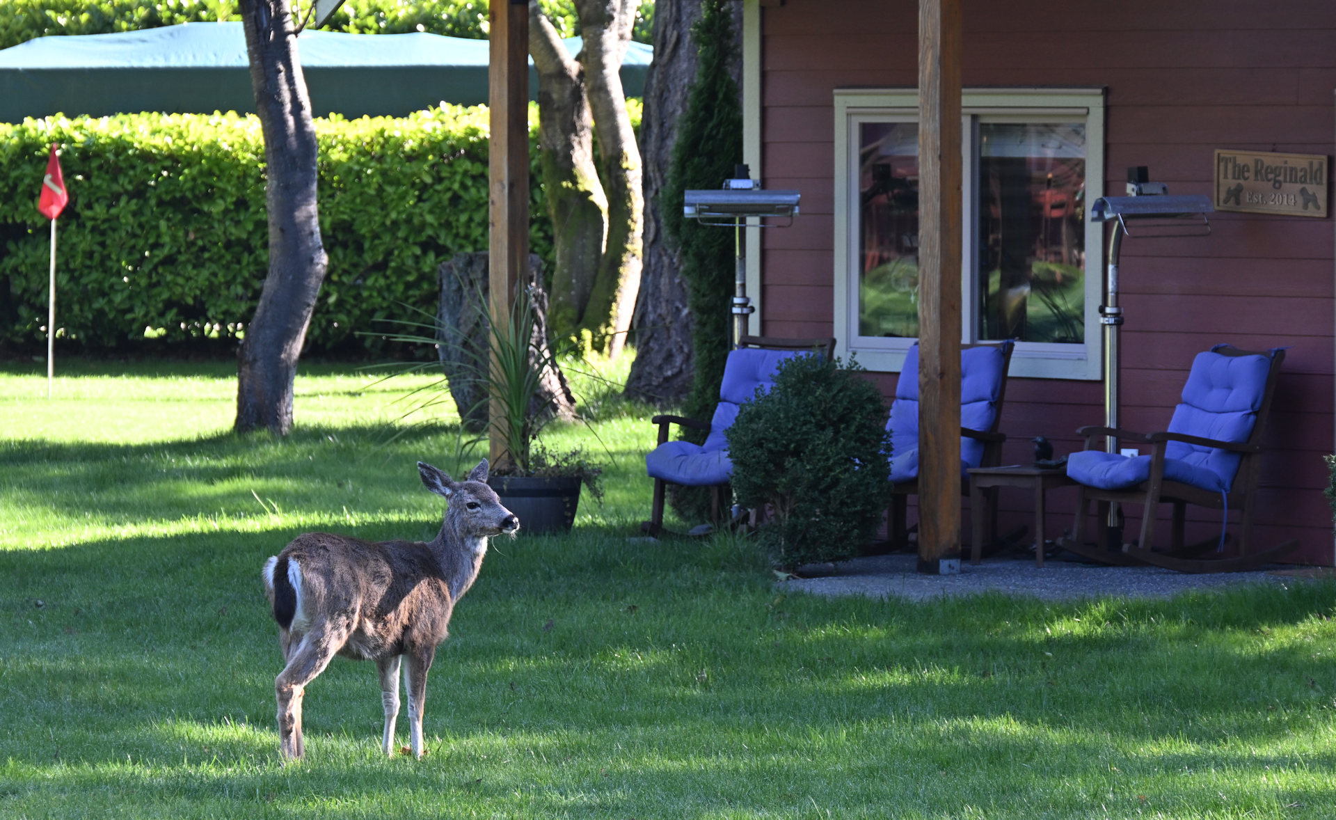 Wapitis in einem Garten in Point Roberts 