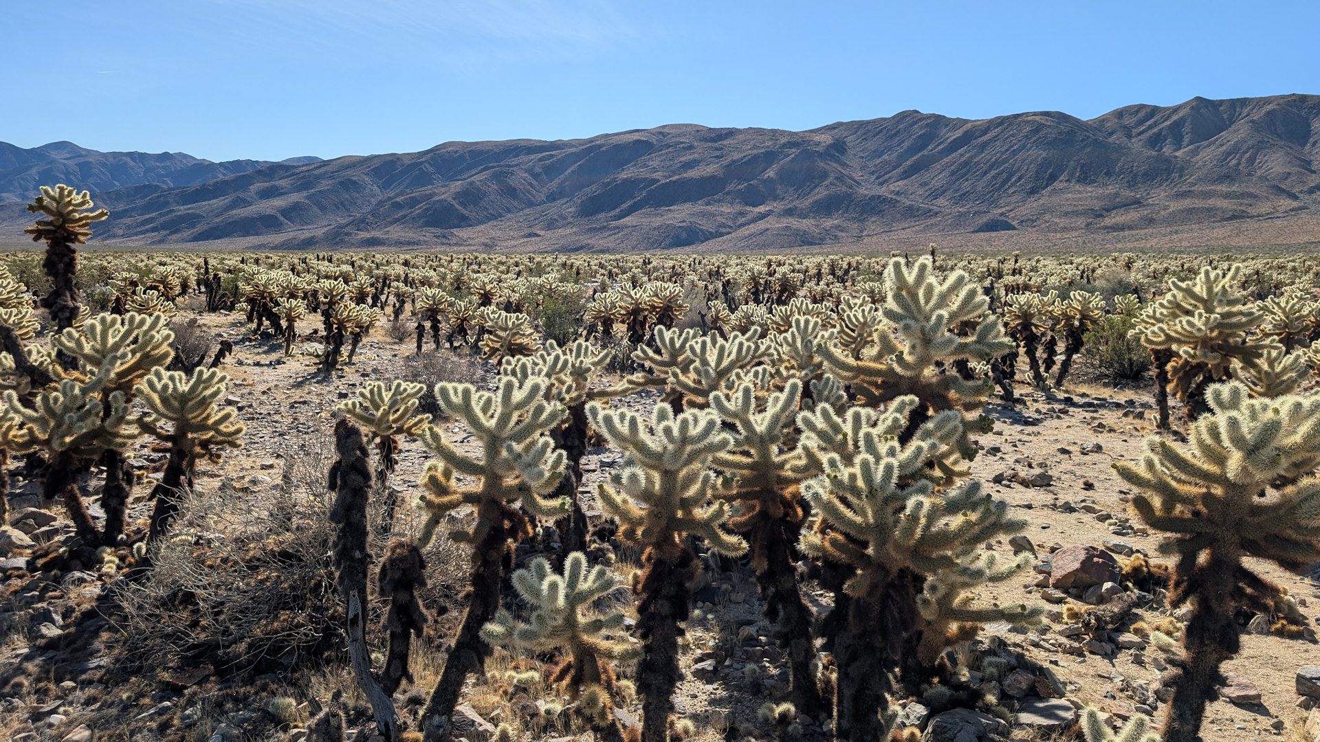 Choalla Kaktus Bäumen im Yoshua Tree Nationalpark.