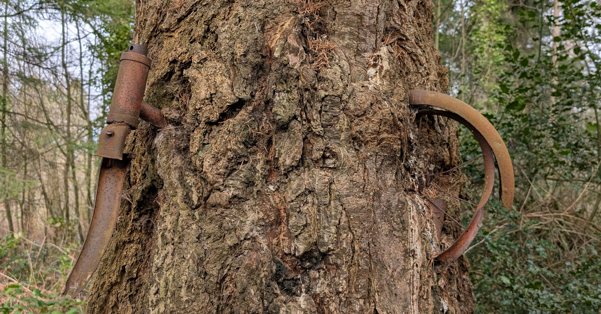 Kinder Fahrrad was in einem Baum eingewachsen ist