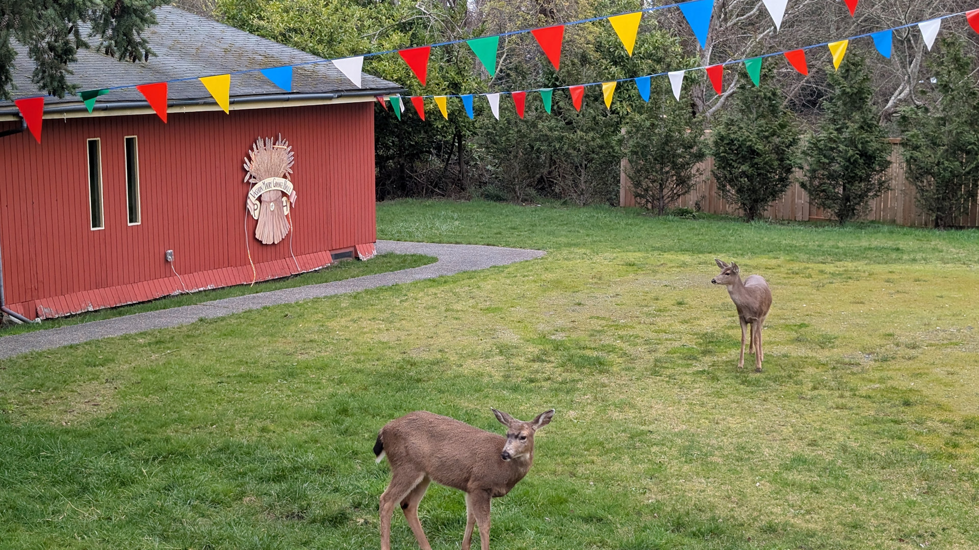 Zwei Wapiti in Vashon Island
