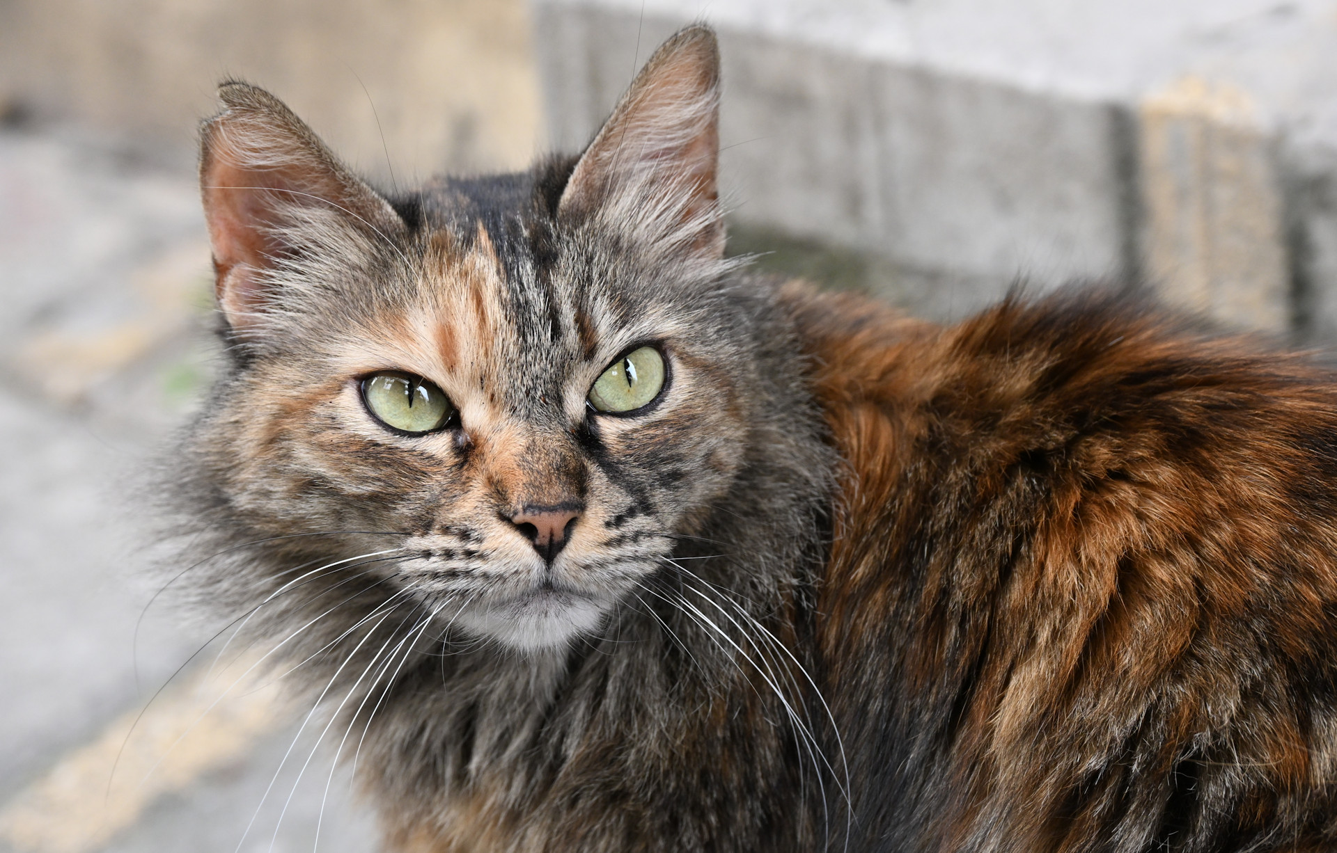 Aufmerksam aufblickende Katze mit braunem Fell 