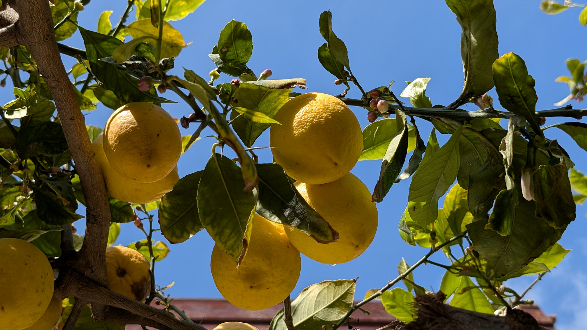 Gelbe Zitronen in Zypern vor blauem Himmel 