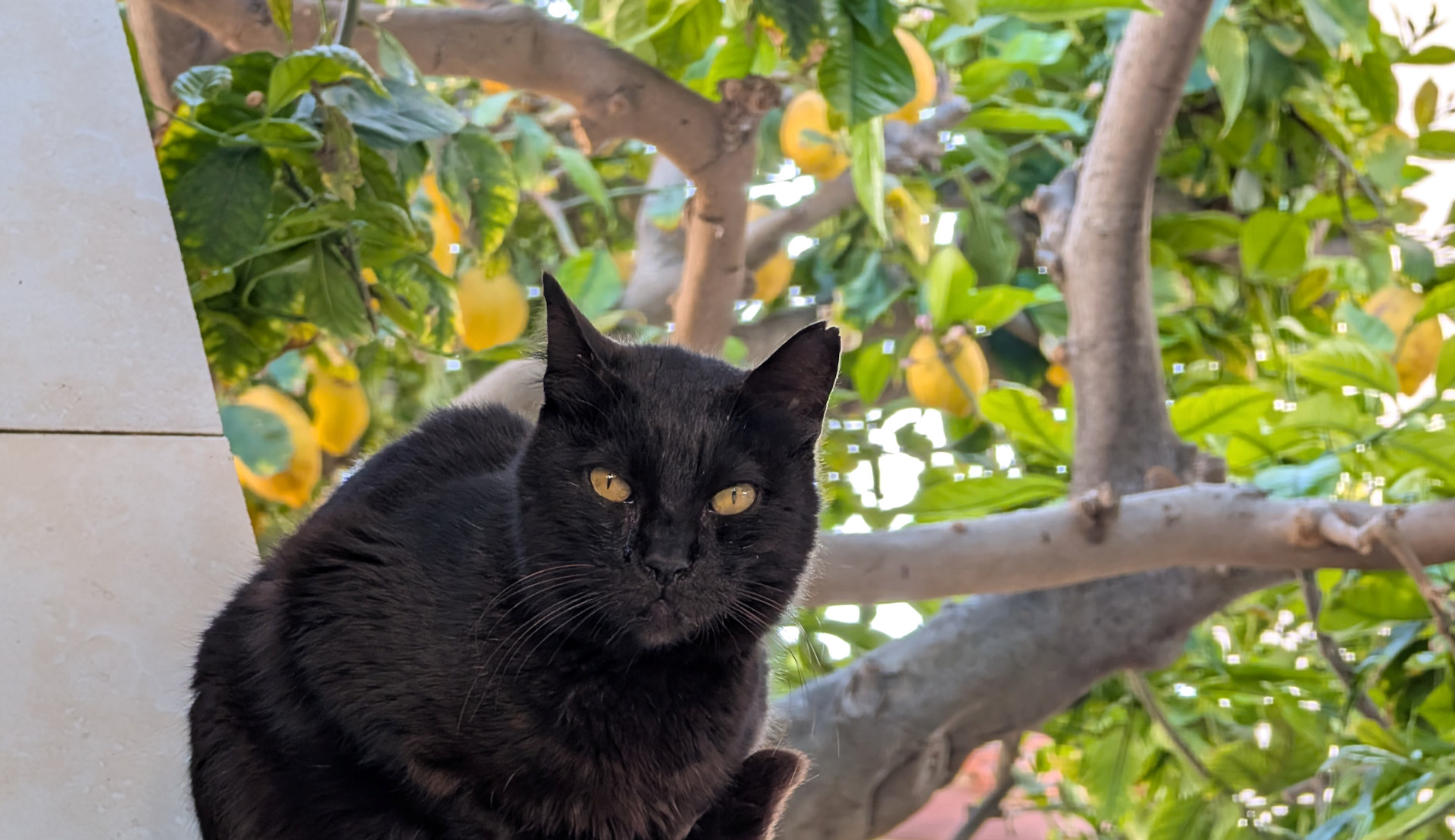 Schwarze Katze in Zypern vor Zitronenbaum 