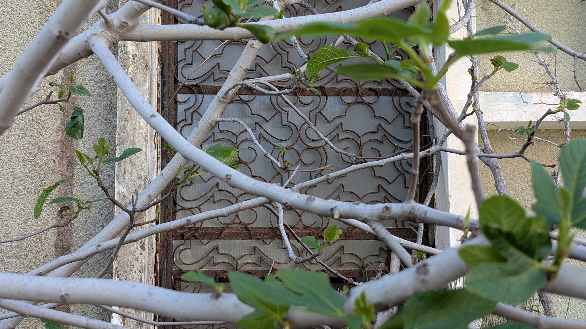 Mit Ästen zugewuchtertes Fenster in Varosha