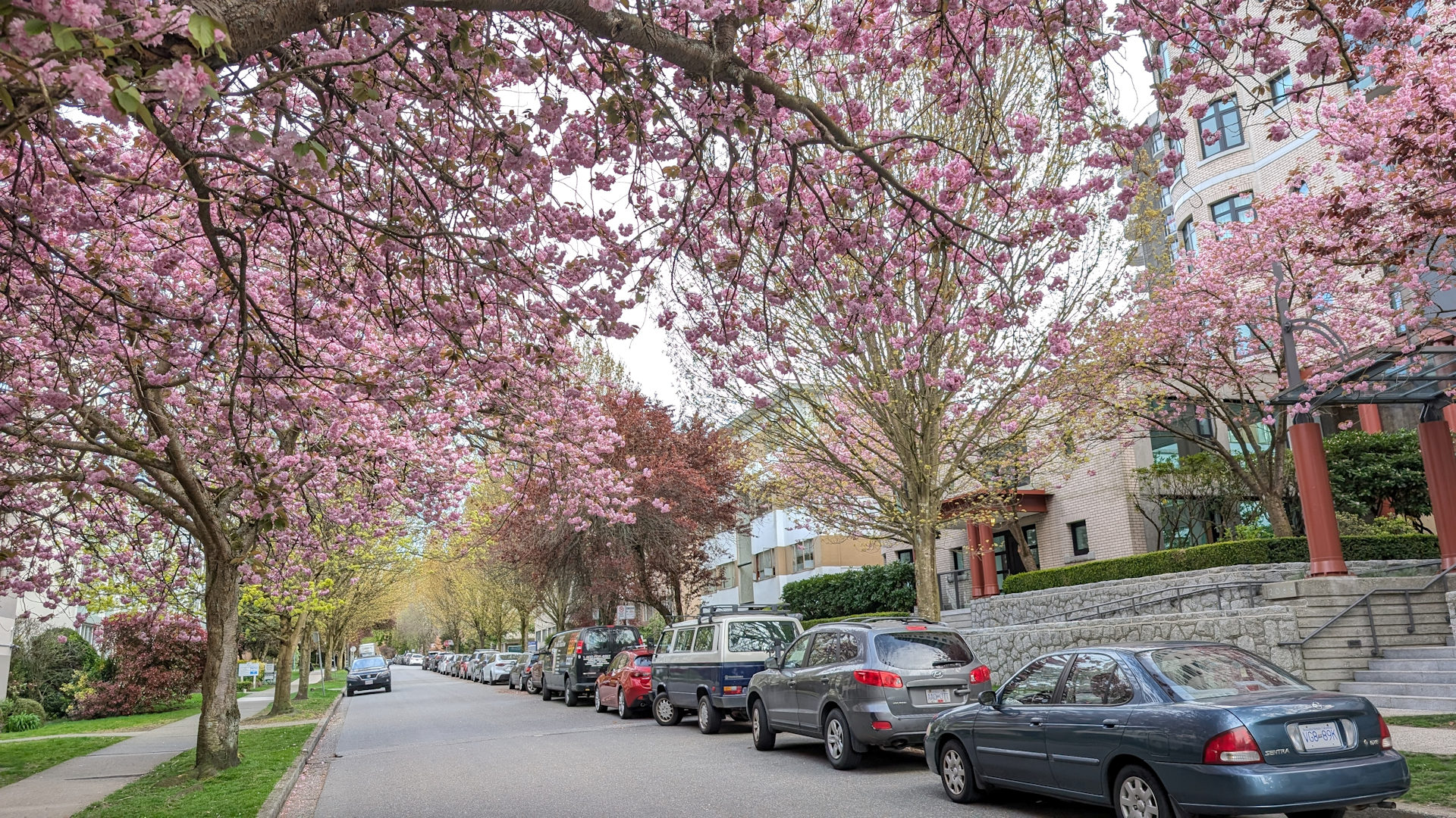 Strasse mit blühenden Kirschen in Vancouver 
