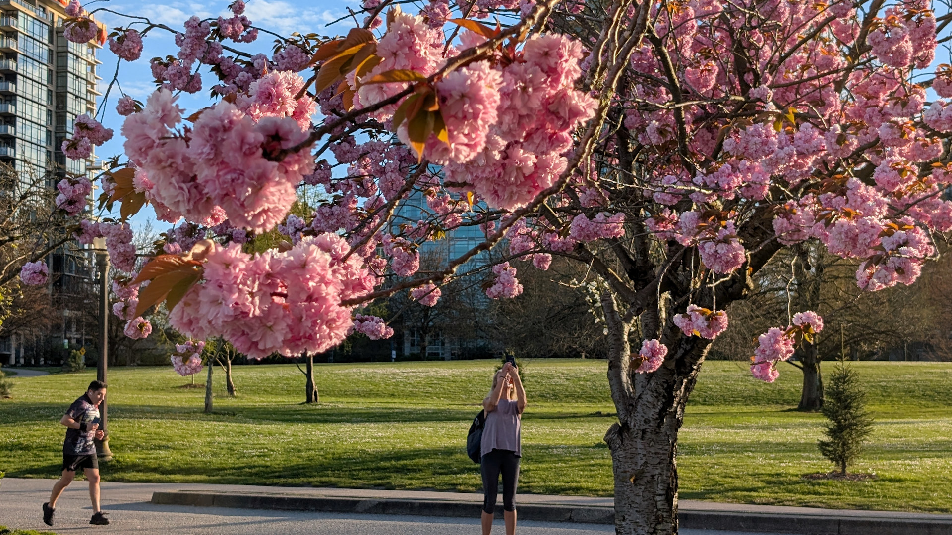 Rosa Kirschblüten im Stanley Park Vancouver