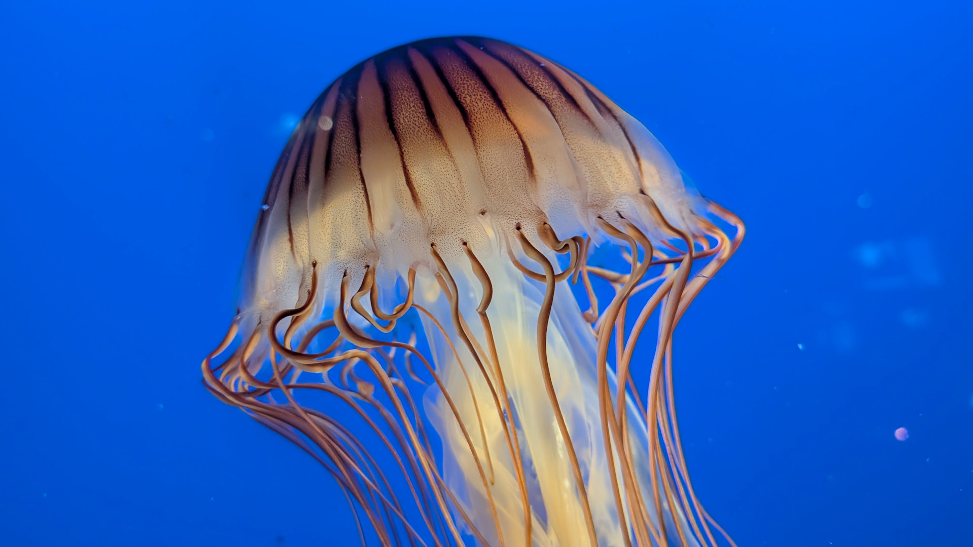 Nordische Seenessel im Aquarium Vancouver