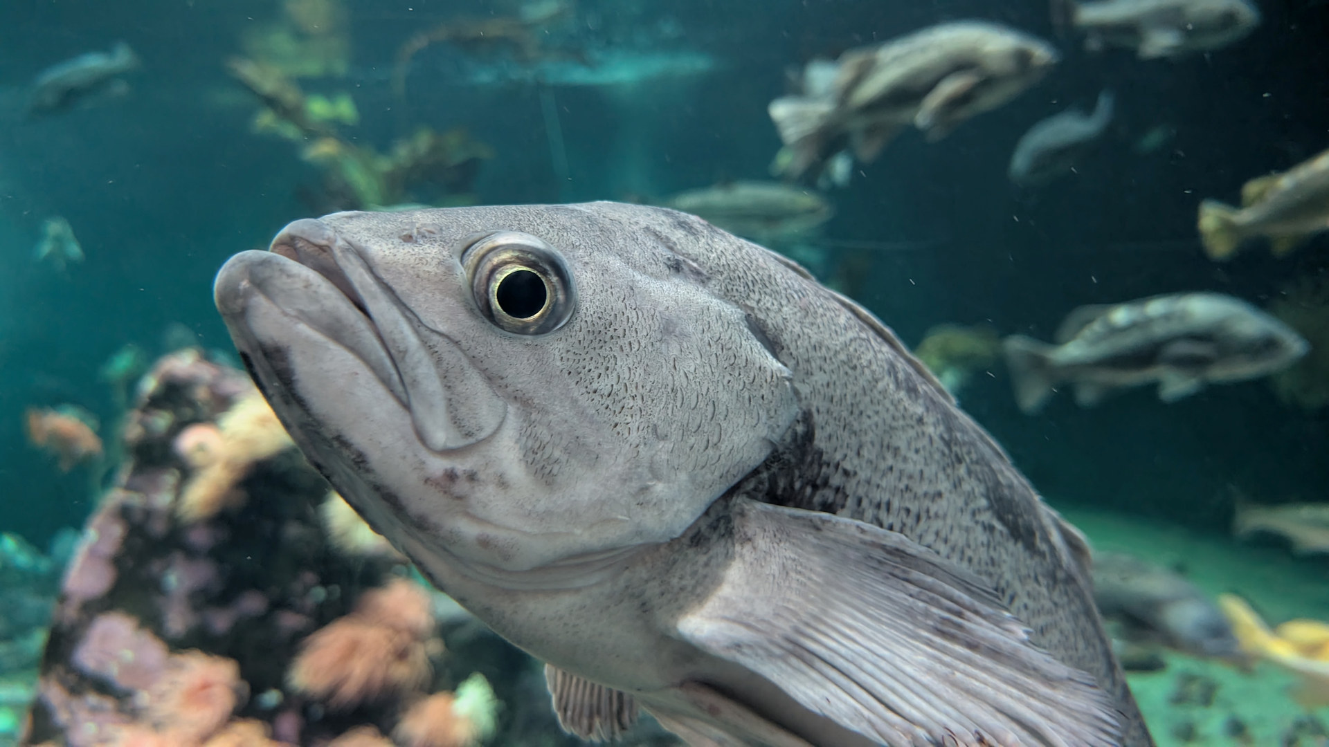 Silberner Fisch mit schwarzem Auge 