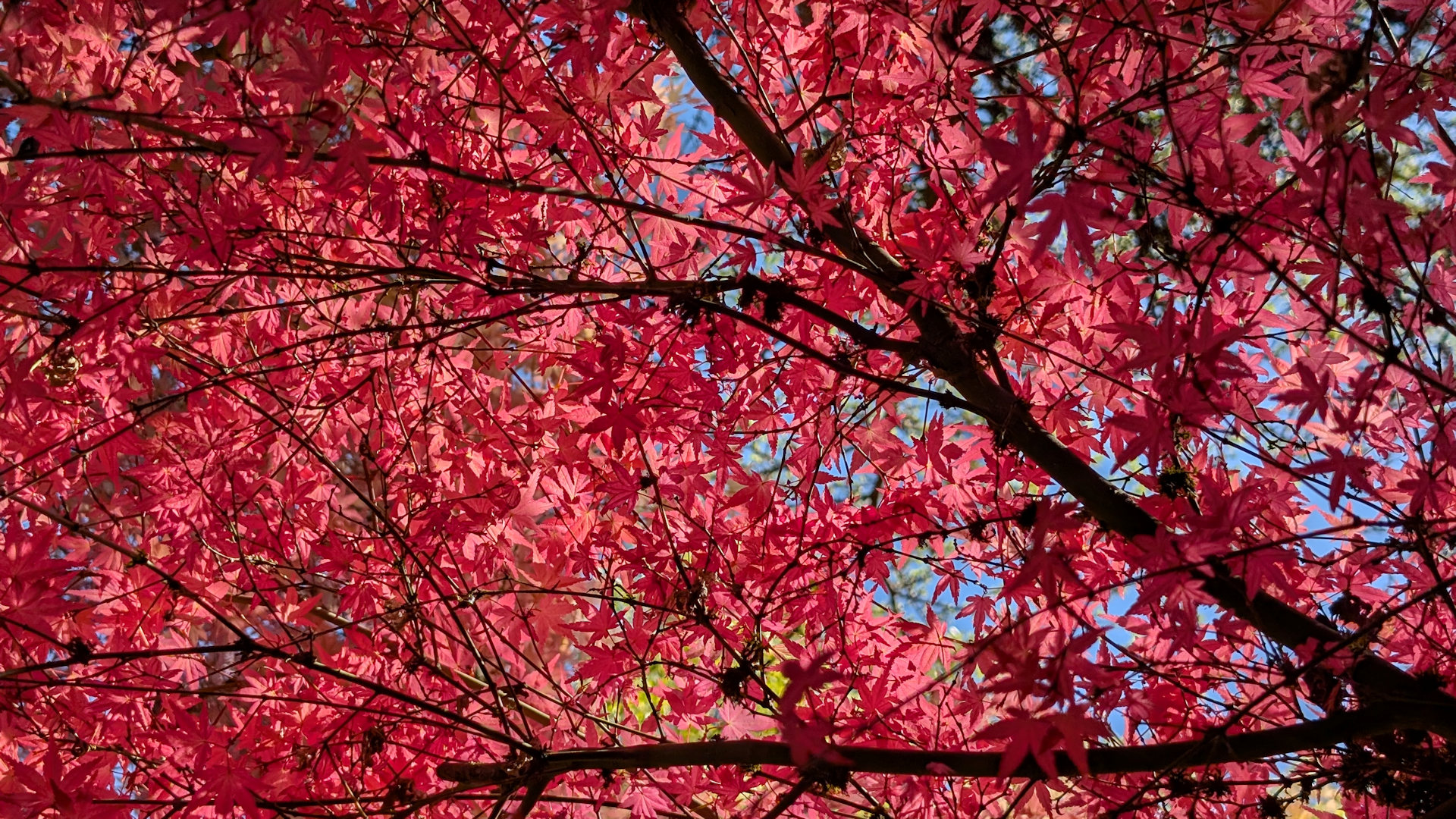Rote Blätter von einem japanischen Ahorn 