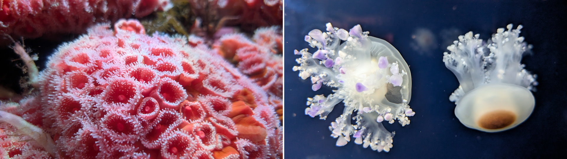 Rotes Seeanemonen Riff und zwei Quallen 