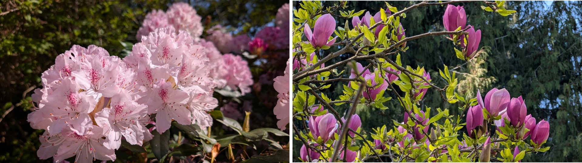 Zwei Bilder mit Kirschblüten und Magnolien 