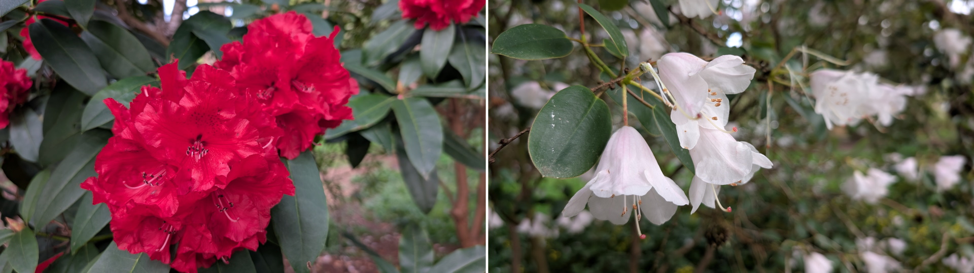 Zwei Bilder rot und weiss blühender Blumen 
