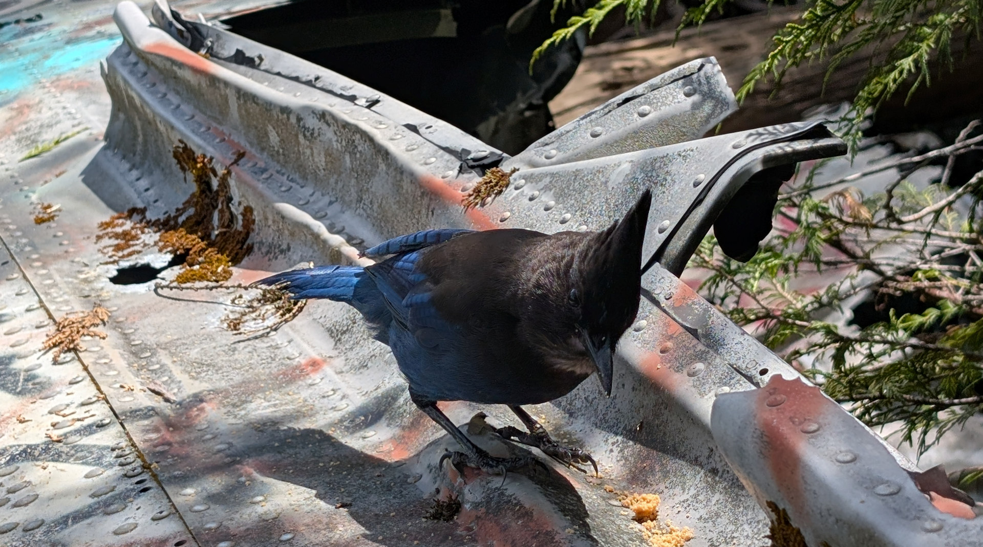 Blau gefiederter Vogel