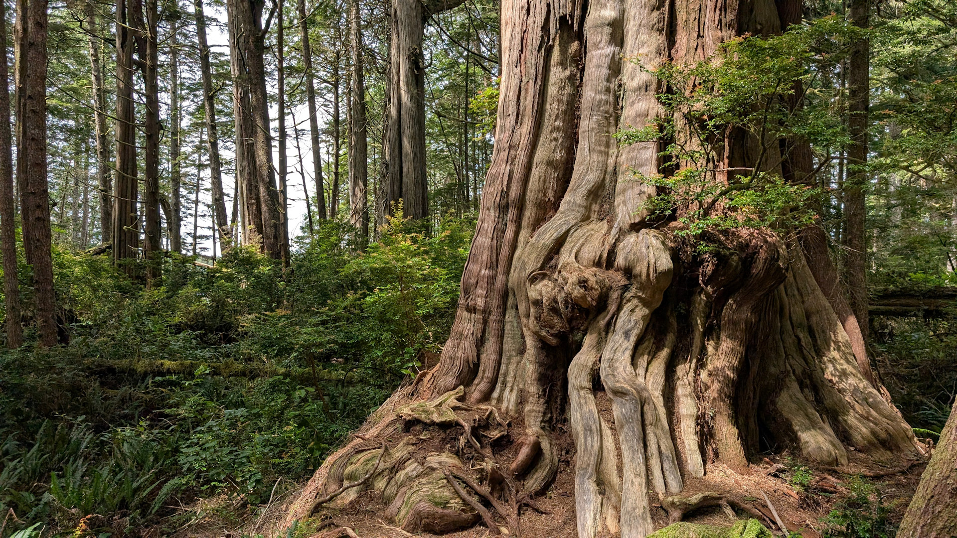 Alter knorriger Baum in einem Urwald in der Nähe der Hot Springs Cove