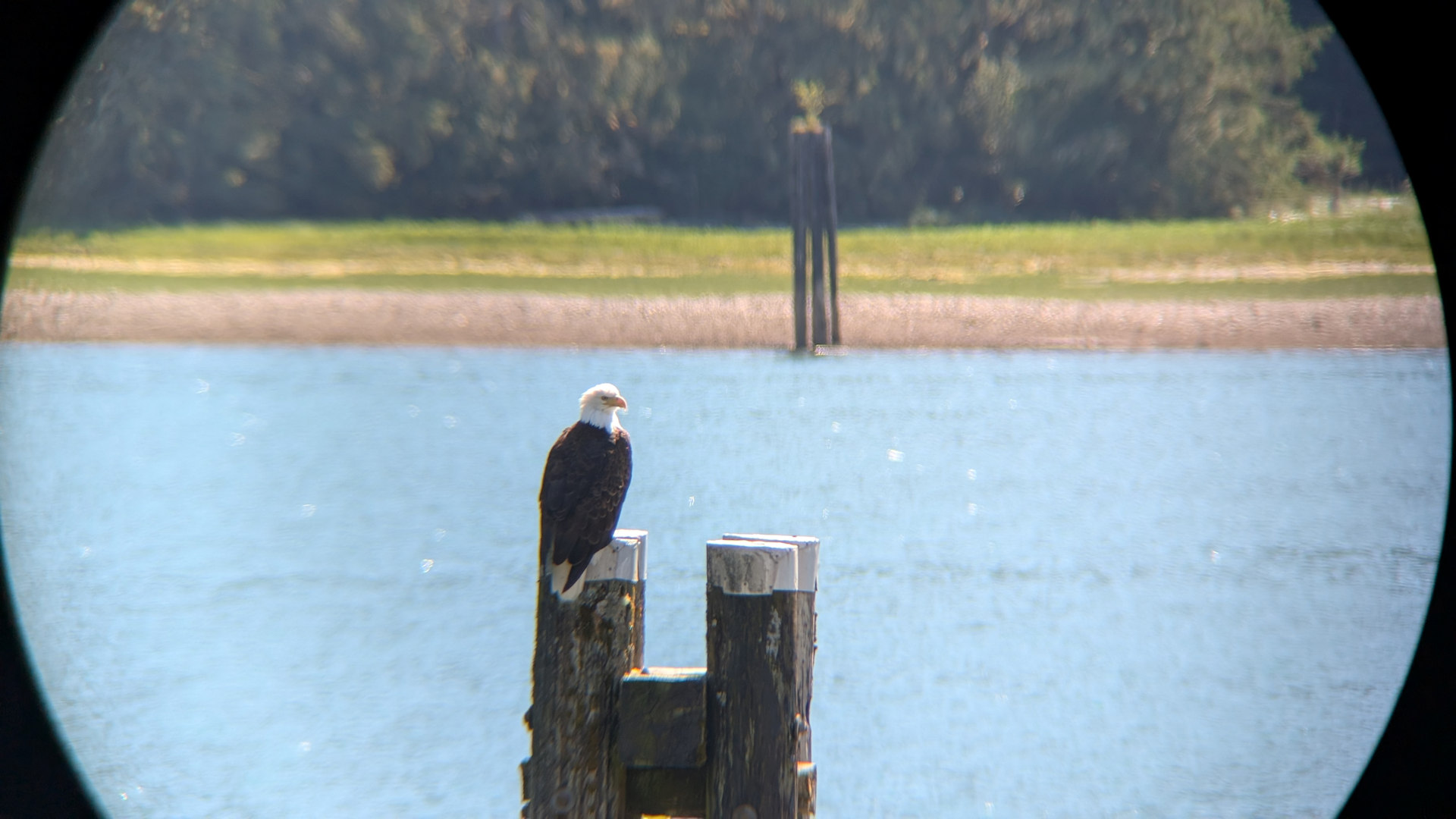 Weisskopfseeadler mit dem Handy durch ein Fernglas fotografiert