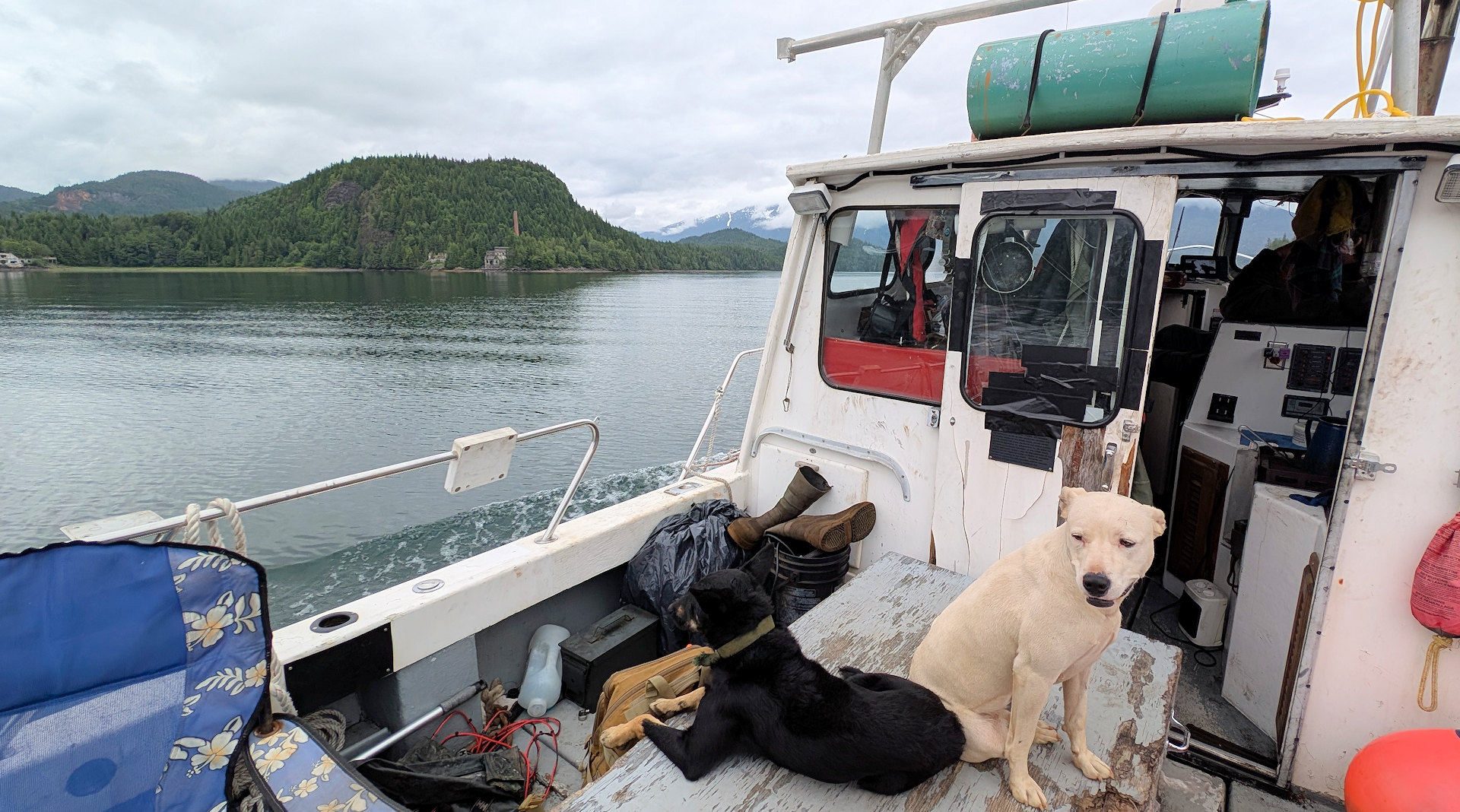 Zwei Hunde an Bord vom Motorboot "High Tide" mit Häusern der Ghosttown Anyox im Hintergrund