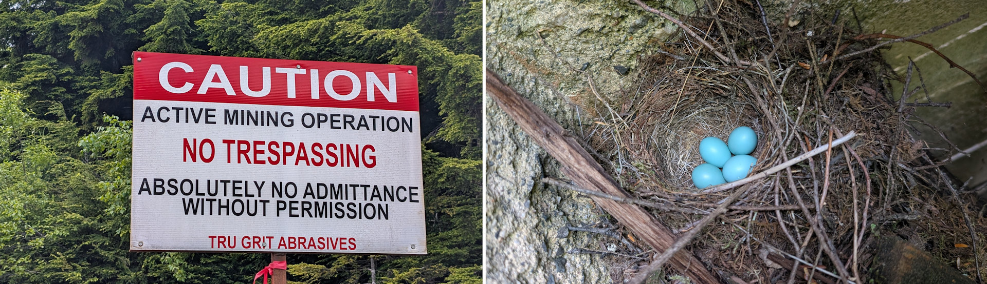 Bild zeigt Schild mit "caution no tresspassing" Schriftzug links und Vogelnest mit vier hellblauen Eiern rechts