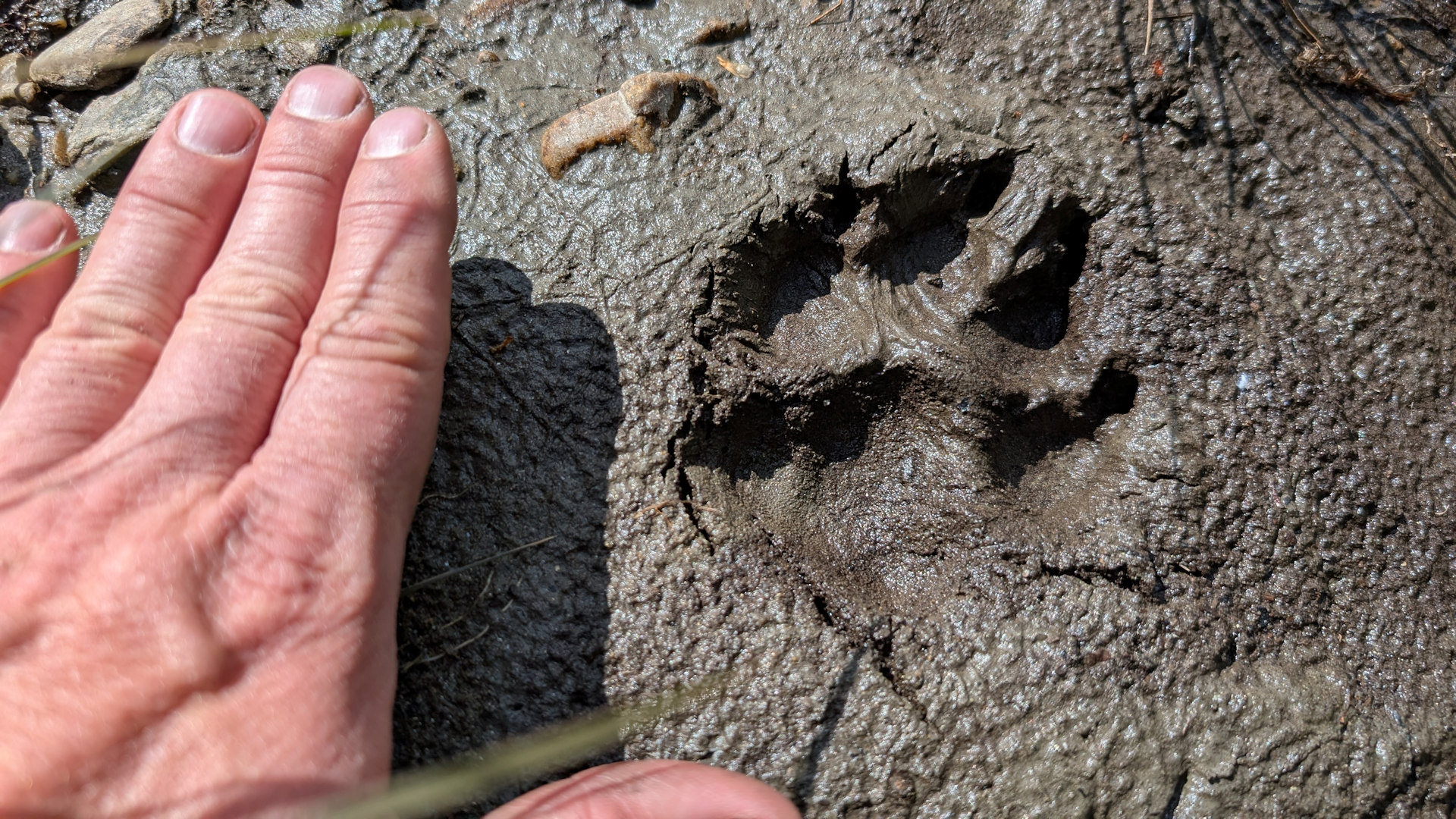 Abdruck von einem Bären im Schlamm im Vergleich zu einer menschlichen Hand 