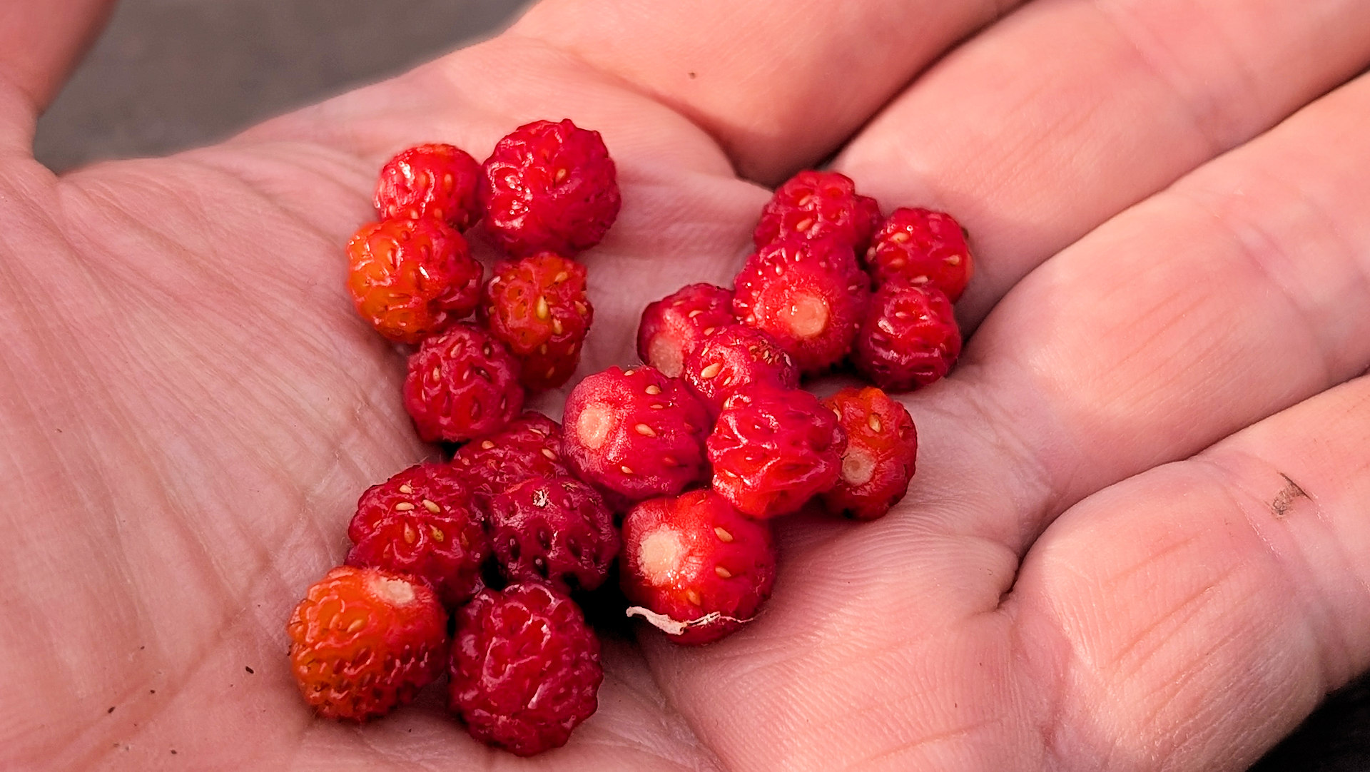 20 rote kleine wilde Erdbeeren auf einer Hand