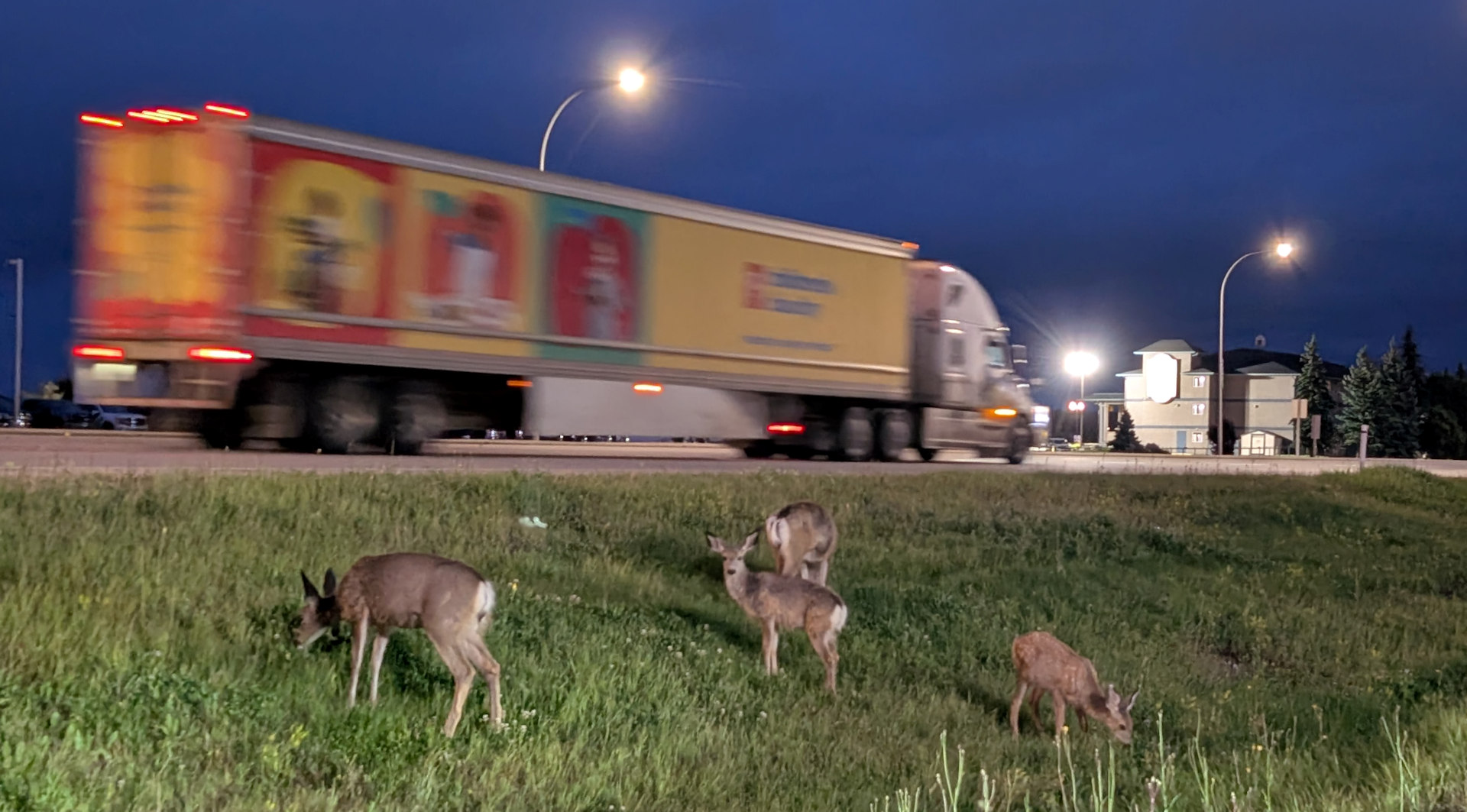 Vier Wapitis Nachts am Strassenrand während ein LKW vorbei fährt 